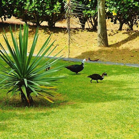 Holiday Homes Quinta Dos Curubas, Vila Franca Do Campo, Sao Miguel, Azores Kültér fotó